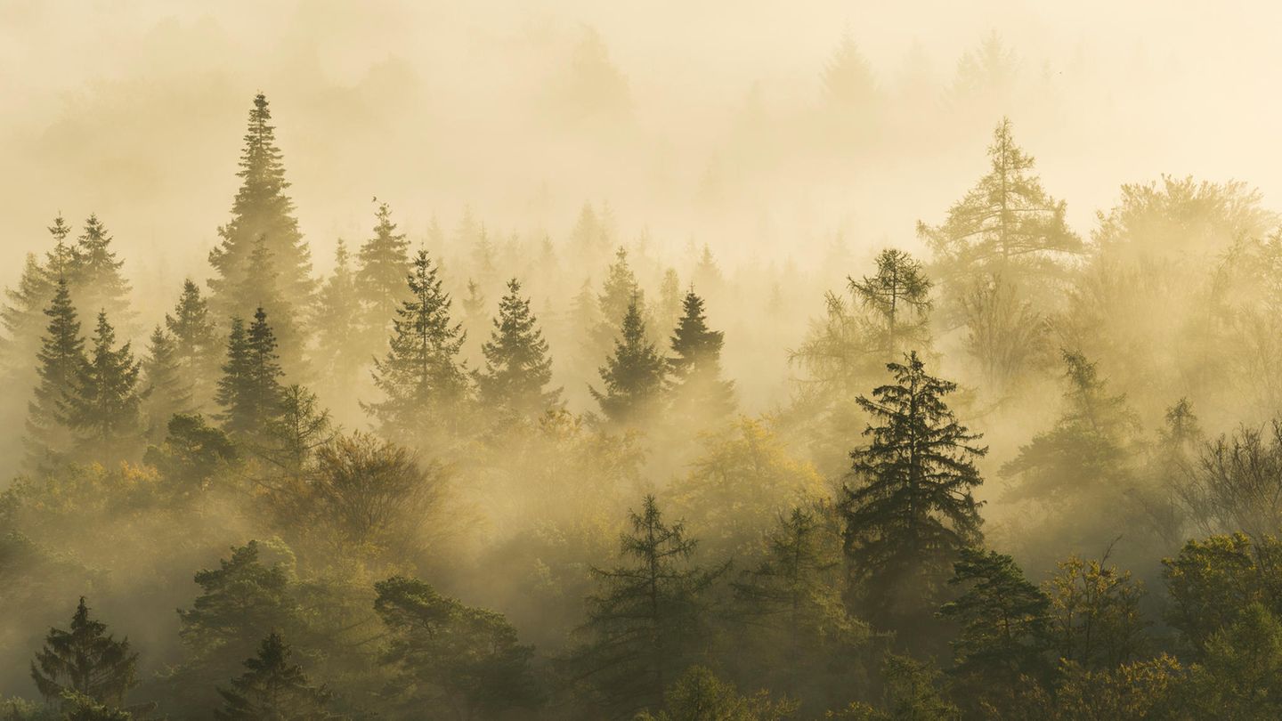 Nur auf 0,6 Prozent der Landesfläche Deutschlands darf sich die Natur ungestört entwickeln. Der Verein GEO schafft Wildnis will mithelfen, das zu ändern