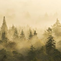 Nur auf 0,6 Prozent der Landesfläche Deutschlands darf sich die Natur ungestört entwickeln. Der Verein GEO schafft Wildnis will mithelfen, das zu ändern