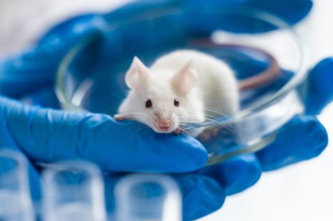 Gentechnisch veränderte Mäuse landen oft im Müll, wenn sie nicht die gewünschten Veränderungen aufweisen