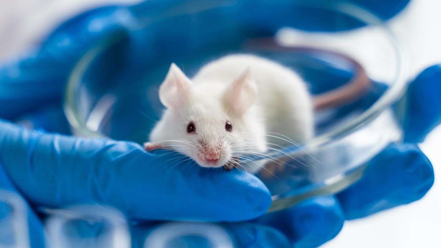 Gentechnisch veränderte Mäuse landen oft im Müll, wenn sie nicht die gewünschten Veränderungen aufweisen