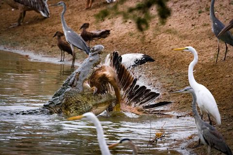 Normalerweise nehmen die Krokodile im Msicadzi-Fluss in Mosambik kaum Notiz von den Pelikanen, die dort ebenfalls nach Beute fischen. Jen Guyton hat den Moment eingefangen, in dem die Krokodile plötzlich doch zuschnappen