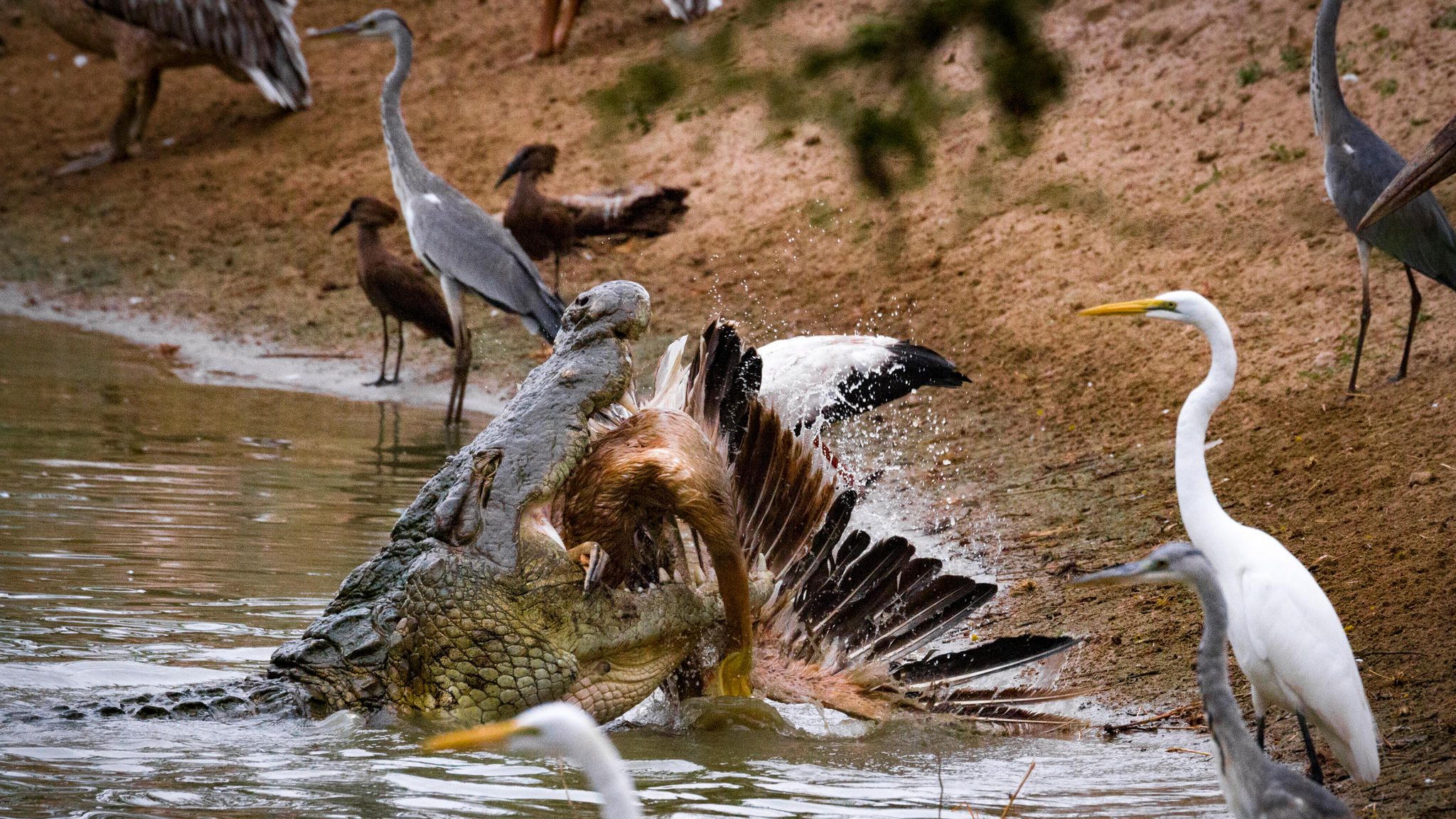 Normalerweise nehmen die Krokodile im Msicadzi-Fluss in Mosambik kaum Notiz von den Pelikanen, die dort ebenfalls nach Beute fischen. Jen Guyton hat den Moment eingefangen, in dem die Krokodile plötzlich doch zuschnappen