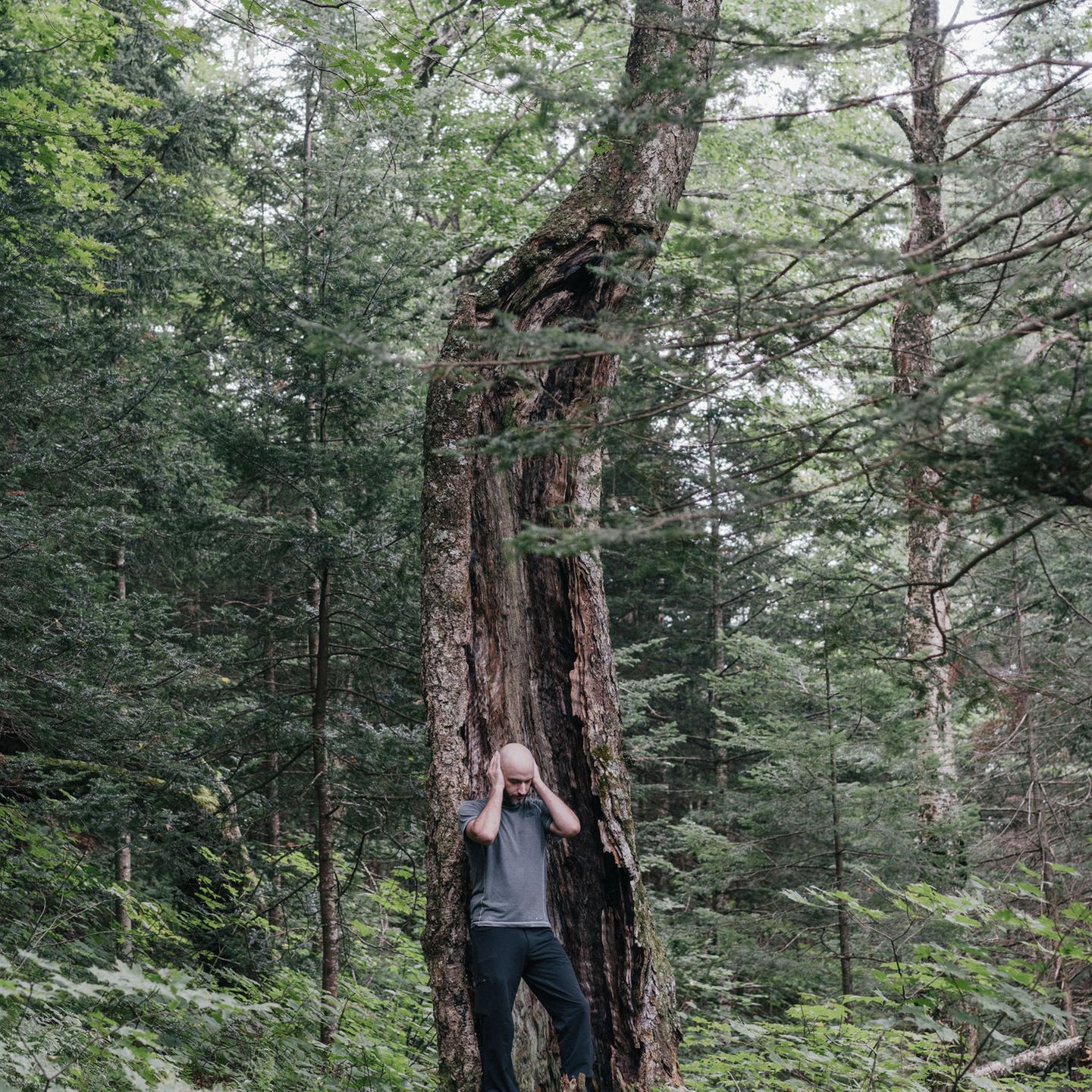 Auf der Suche nach Stille hat sich eine Wandergruppe in die Wälder New Hampshires (USA) aufgemacht. Doch selbst in der Wildnis entkommen die Teilnehmenden nie ganz den Geräuschen der Zivilisation: Flugzeuge dröhnen, Autos rollen über angrenzende Straßen 