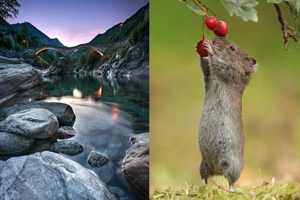 Wettbewerb: Zum Staunen und Schmunzeln: 22 besondere GEO-Leserfotos des Jahres
