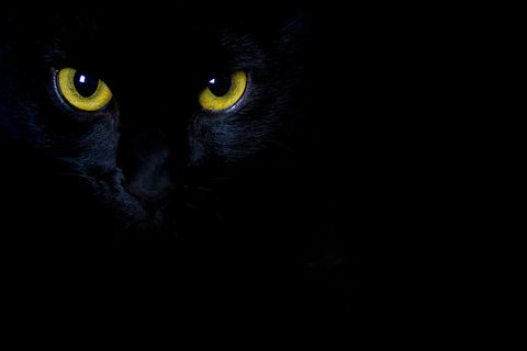 Warum leuchten Tieraugen im Dunkeln