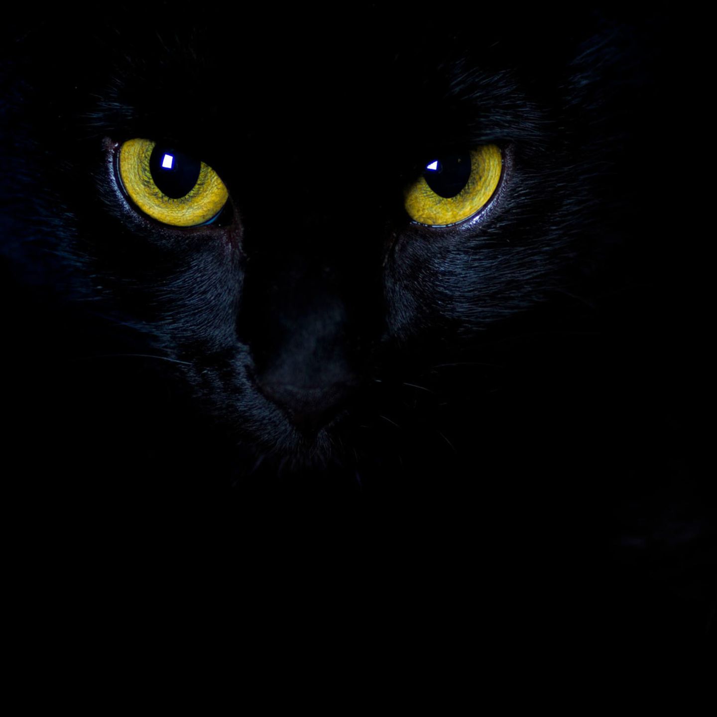 Lichtschutzbild Blaue Katzenaugen bei Nacht 