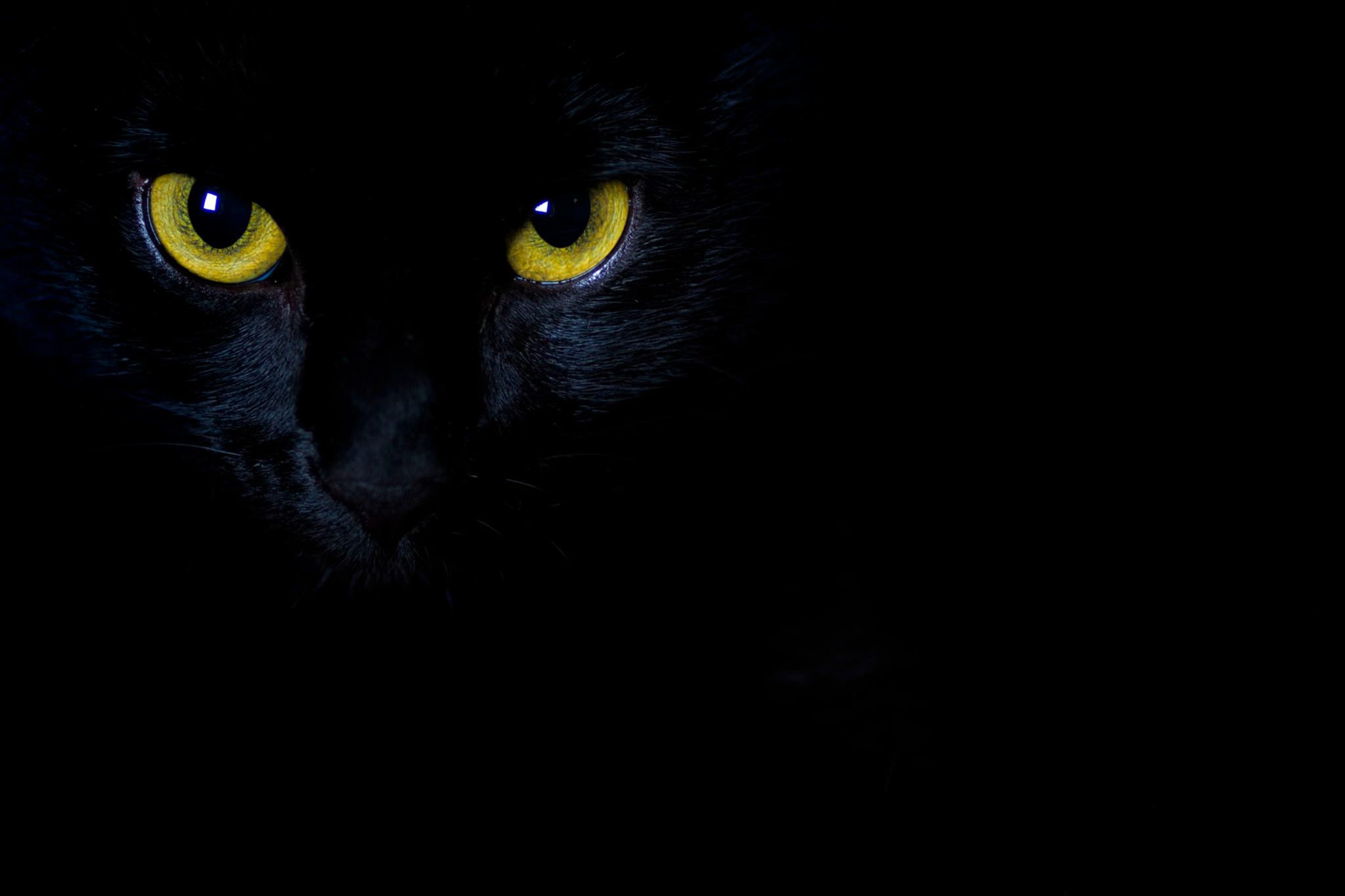 Warum leuchten Tieraugen im Dunkeln? - [GEO]