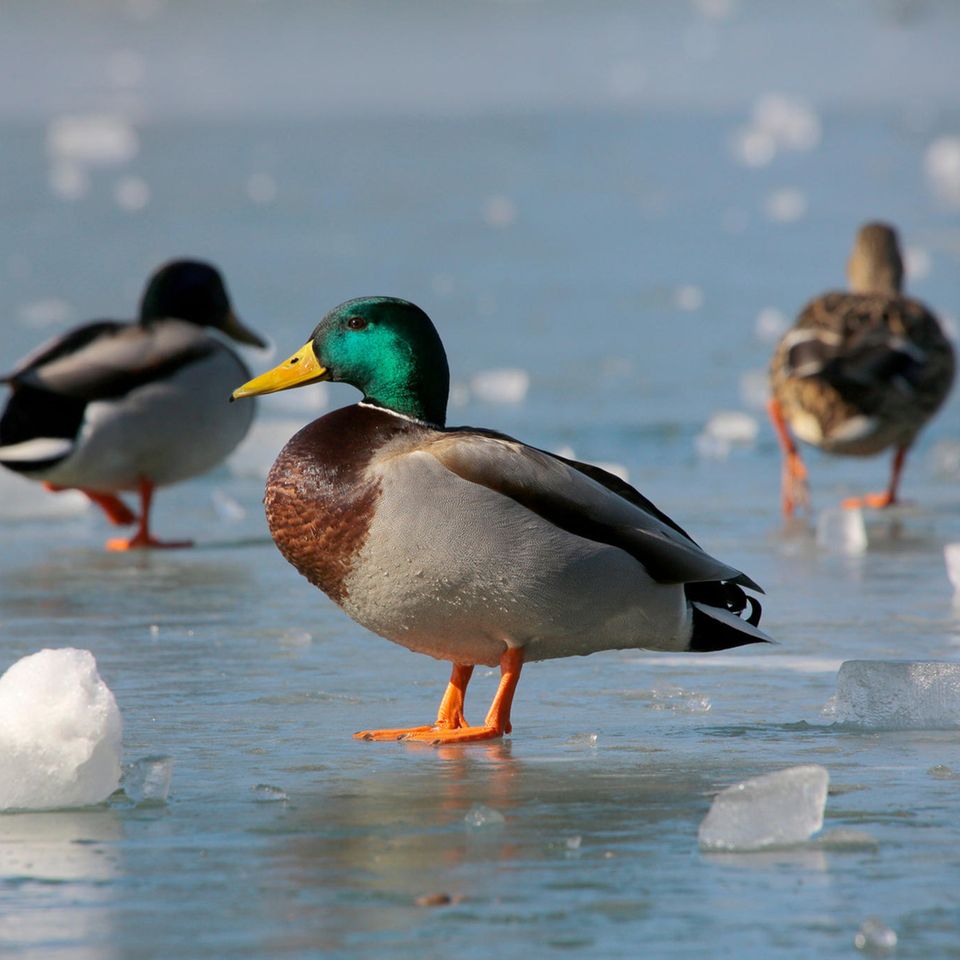 Stockenten auf dem Eis: Warum frieren Enten nicht auf dem Eis fest?