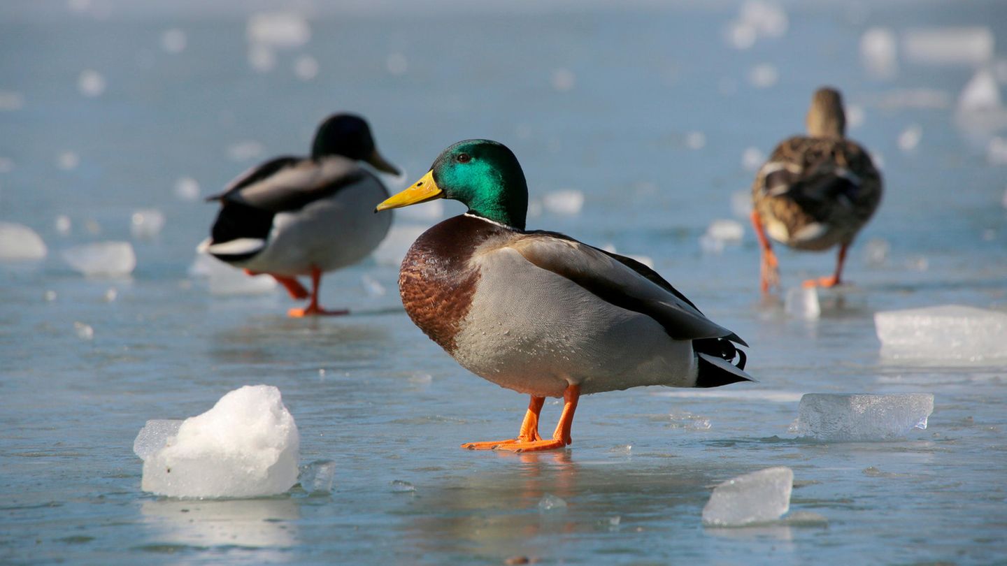 Stockenten auf dem Eis: Warum frieren Enten nicht auf dem Eis fest?