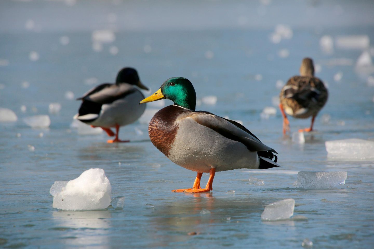 Stockenten auf dem Eis: Warum frieren Enten nicht auf dem Eis fest?