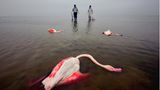 In der Miankala-Lagune, Iran, starben zwischen 2019 und 2021 Tausende Vögel, darunter auch Flamingos. Grund dafür war ein Mangel an Wasser und eine zu hohe Konzentration von verschiedenen Toxinen