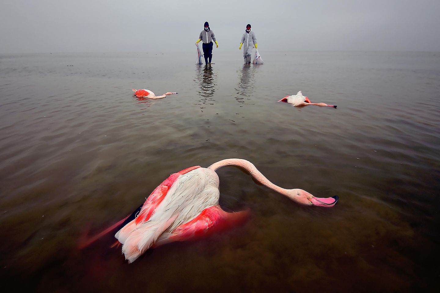 In der Miankala-Lagune, Iran, starben zwischen 2019 und 2021 Tausende Vögel, darunter auch Flamingos. Grund dafür war ein Mangel an Wasser und eine zu hohe Konzentration von verschiedenen Toxinen