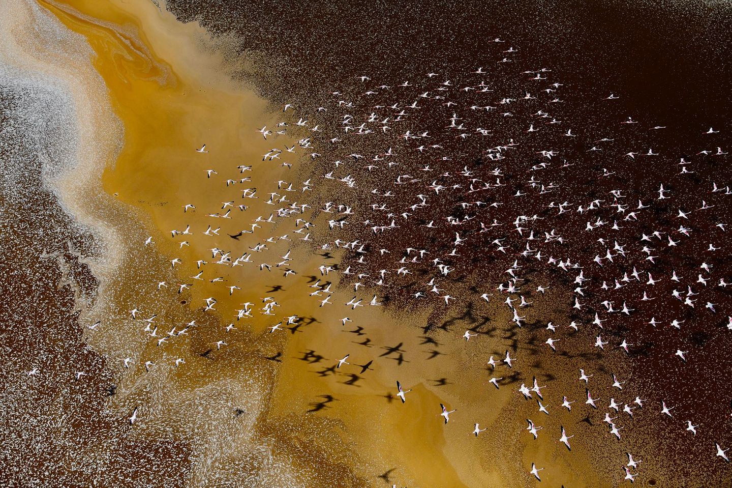 Southern Rift Valley, Kenia: Flamingos schwärmen über dem Magadi- und dem Natron-See. Die beiden Gewässer bildeten einst einen Süßwassersee. Heute sind die Salzkonzentrationen für die meisten Pflanzen und Tiere toxisch
