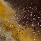 Southern Rift Valley, Kenia: Flamingos schwärmen über dem Magadi- und dem Natron-See. Die beiden Gewässer bildeten einst einen Süßwassersee. Heute sind die Salzkonzentrationen für die meisten Pflanzen und Tiere toxisch