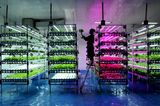 Depok, Indonesien: In einem Projekt des Vertical Farming wird bei Kunstlicht und stabilen Temperaturen Gemüse gezüchtet und geerntet. Und das ganz ohne den Einsatz von Pestiziden