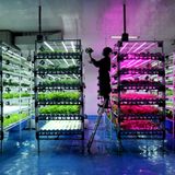 Depok, Indonesien: In einem Projekt des Vertical Farming wird bei Kunstlicht und stabilen Temperaturen Gemüse gezüchtet und geerntet. Und das ganz ohne den Einsatz von Pestiziden