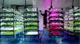 Depok, Indonesien: In einem Projekt des Vertical Farming wird bei Kunstlicht und stabilen Temperaturen Gemüse gezüchtet und geerntet. Und das ganz ohne den Einsatz von Pestiziden