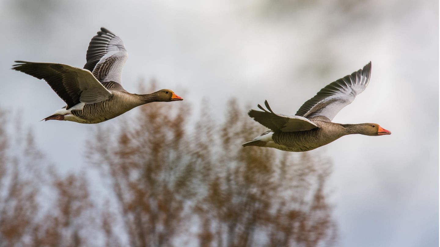 Zwei Wildgänse im Flug Zwei Wildgänse im Flug
