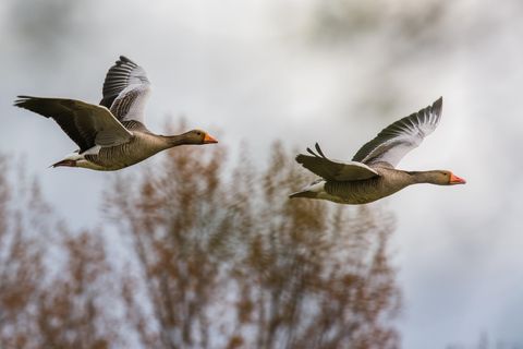 Zwei Wildgänse im Flug