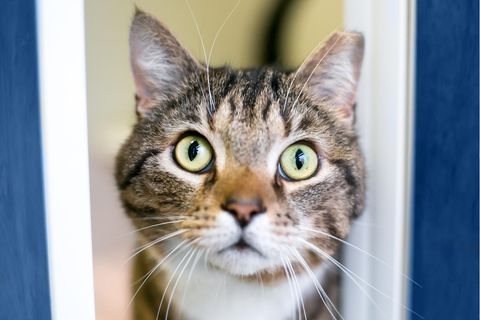 Katze blickt aufmerksam nach oben