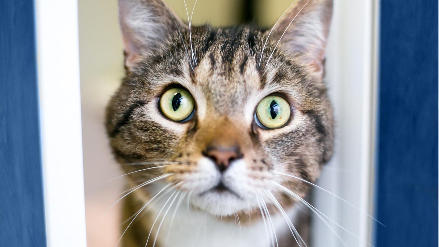 Katze blickt aufmerksam nach oben