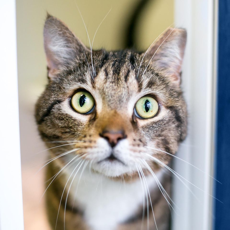 Katze blickt aufmerksam nach oben