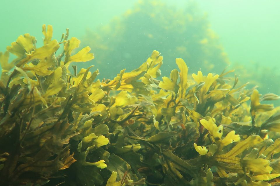 Blasentang (Fucus vesiculosus) findet man auch an Deutschlands Küsten, etwa auf Helgoland. Die Bremer Forschenden führten ihre Untersuchungen in Finnland durch