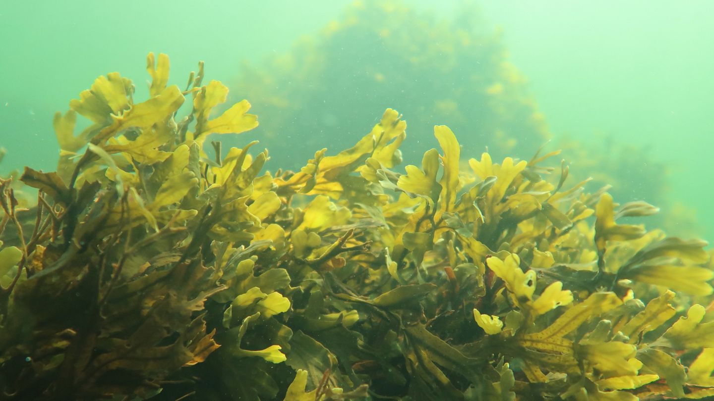 Blasentang (Fucus vesiculosus) findet man auch an Deutschlands Küsten, etwa auf Helgoland. Die Bremer Forschenden führten ihre Untersuchungen in Finnland durch