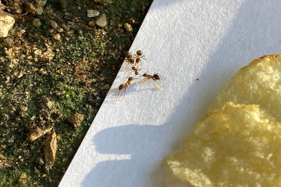 ManhattAnt-Ameisen zerstückeln in einem Park in Manhattan eine Ameise einer anderen Art, die ihrer Kolonie zu nahe kam