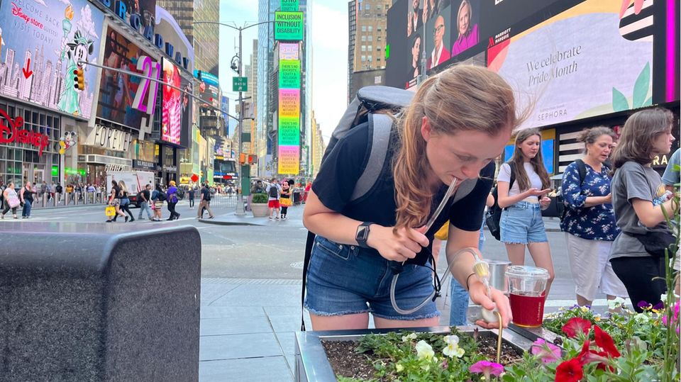 Samantha Kennett sucht in Times Square nach Ameisen. Die Zweifarbige Wegameise ist in Europa schon lange weit verbreitet