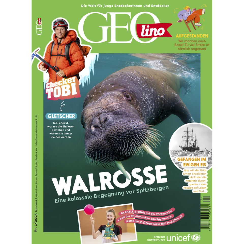GEOlino Magazin: Walrosse