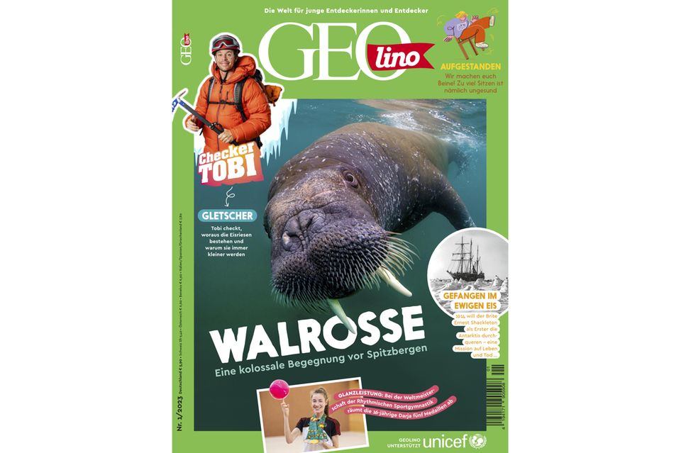 GEOlino Magazin: Walrosse