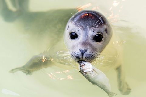 Gerettet: Jung-Seehund "Ouzo" im Becken der Seehundstation Norddeich