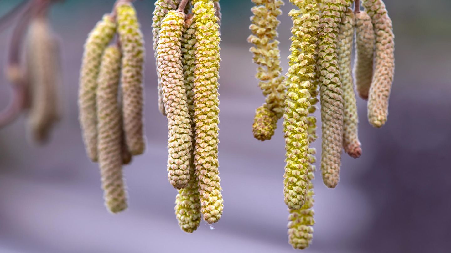 Die milden Temperaturen haben für Allergiker unangenehme Nebenwirkungen: Die Haselnuss blüht mancherorts schon seit Dezember, die Erle steht in den Startlöchern