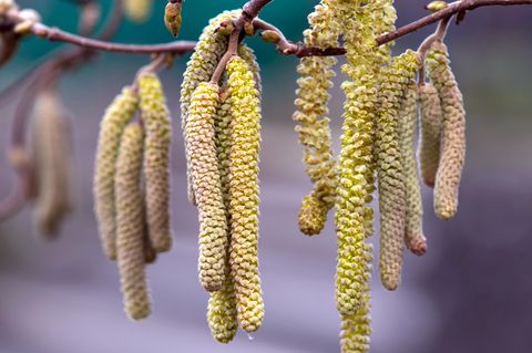 Die milden Temperaturen haben für Allergiker unangenehme Nebenwirkungen: Die Haselnuss blüht mancherorts schon seit Dezember, die Erle steht in den Startlöchern