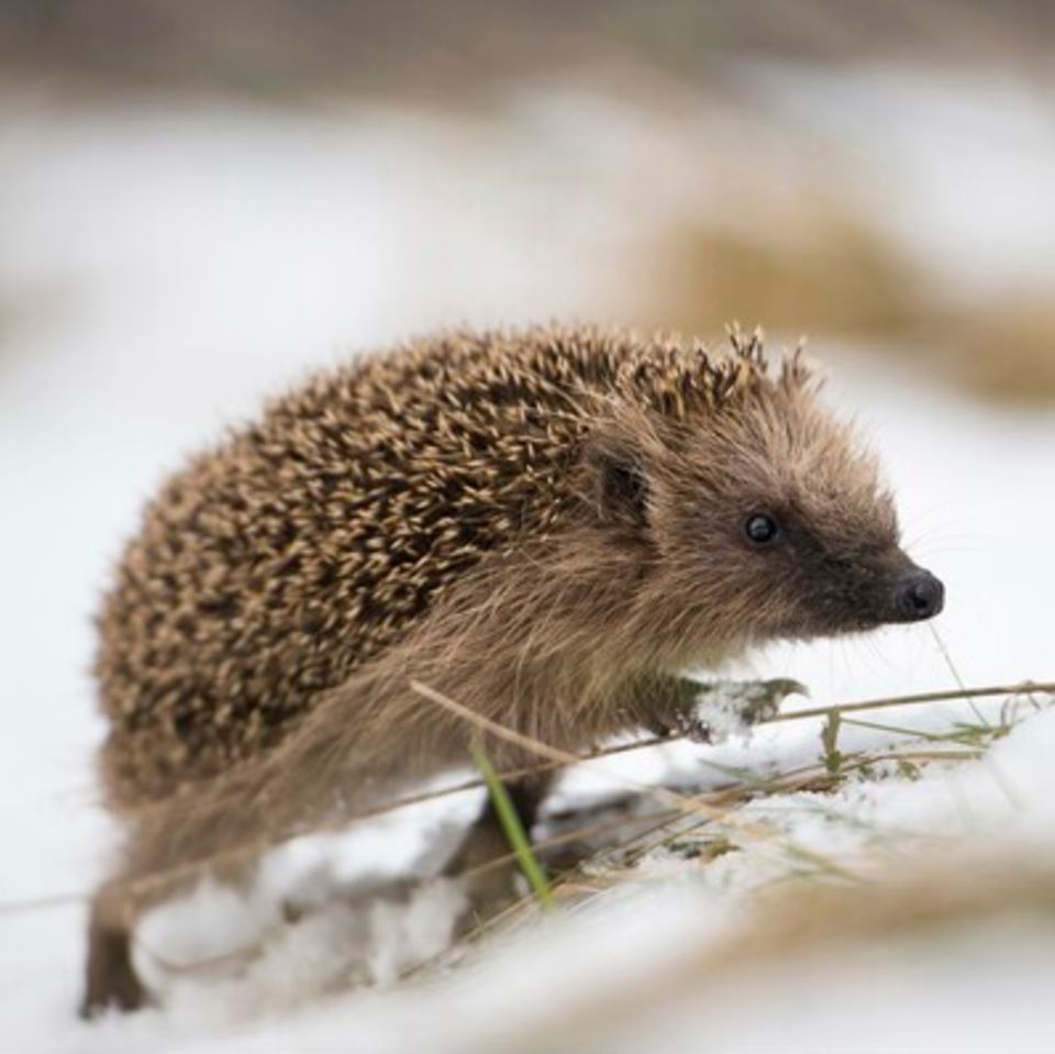 Dass Igel im Winter wach werden, ist normal. Nur unter bestimmten Bedingungen brauchen sie unsere Hilfe