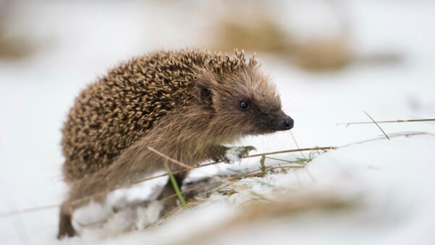 Dass Igel im Winter wach werden, ist normal. Nur unter bestimmten Bedingungen brauchen sie unsere Hilfe