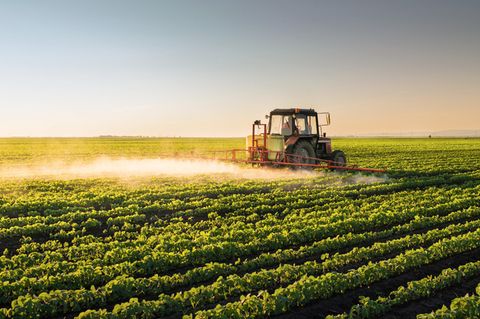 Ein Traktor fährt über ein Feld und sprüht eine Flüssigkeit auf die Pflanzen