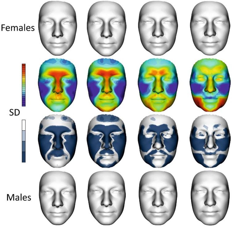 Grafik: Entwicklung des Geschlechtsdimorphismus der Gesichtsform.  Die obere Reihe zeigt weibliche Durchschnittsgesichter, die untere Reihe männliche Durchschnittsgesichter aller Alterskategorien. Die zweite Reihe ist eine Überlagerung der durchschnittlichen Gesichtsform von Männern und Frauen aller Altersklassen. Die rote Farbe zeigt an, dass sich ein bestimmter Bereich des männlichen Gesichts nach der Überlagerung vor dem weiblichen Gesicht befand, während blau den umgekehrten Zustand anzeigt. Die dritte Reihe zeigt die geschlechtsdimorphen Scans jeder Alterskategorie. (Lizenz CC BY 4.0)