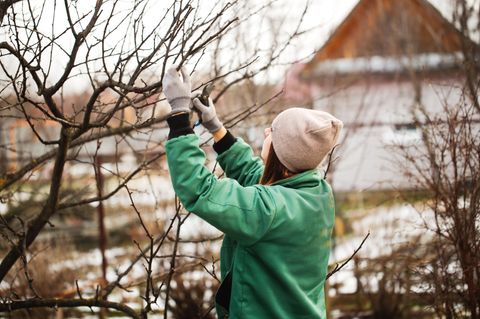 Gartenarbeit im Januar: Frau schneidet Obstbaum