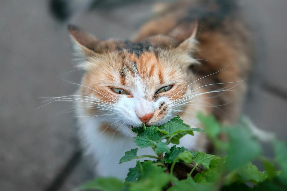 Katze mit Katzenminze