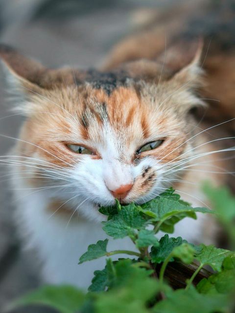 Katze mit Katzenminze