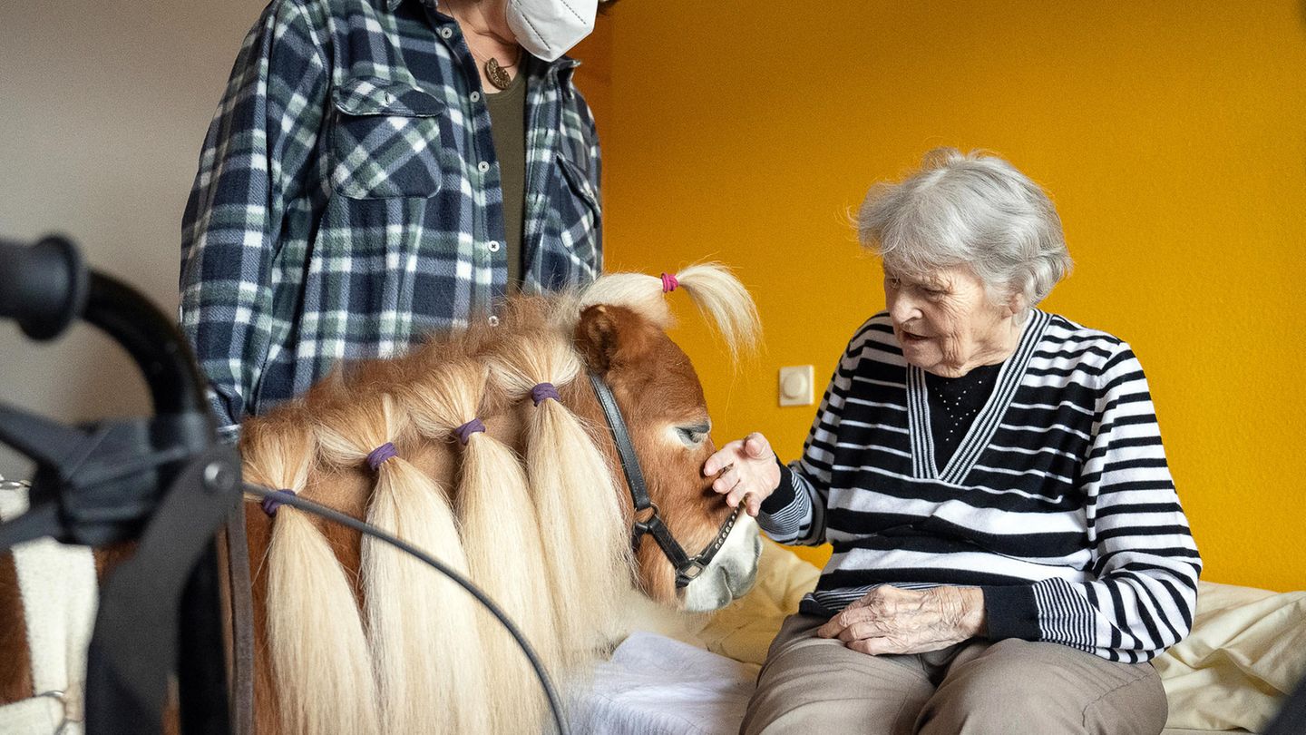 Ein Pony mit vielen Zöpfen steht vor dem Bett einer Heimbewohnerin und lässt sich streicheln