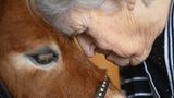 Eine Frau und ein braunes Pony sind Stirn an Stirn