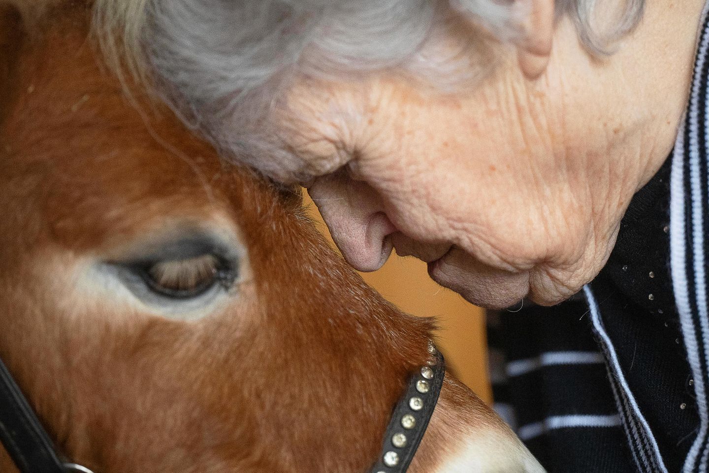 Eine Frau und ein braunes Pony sind Stirn an Stirn
