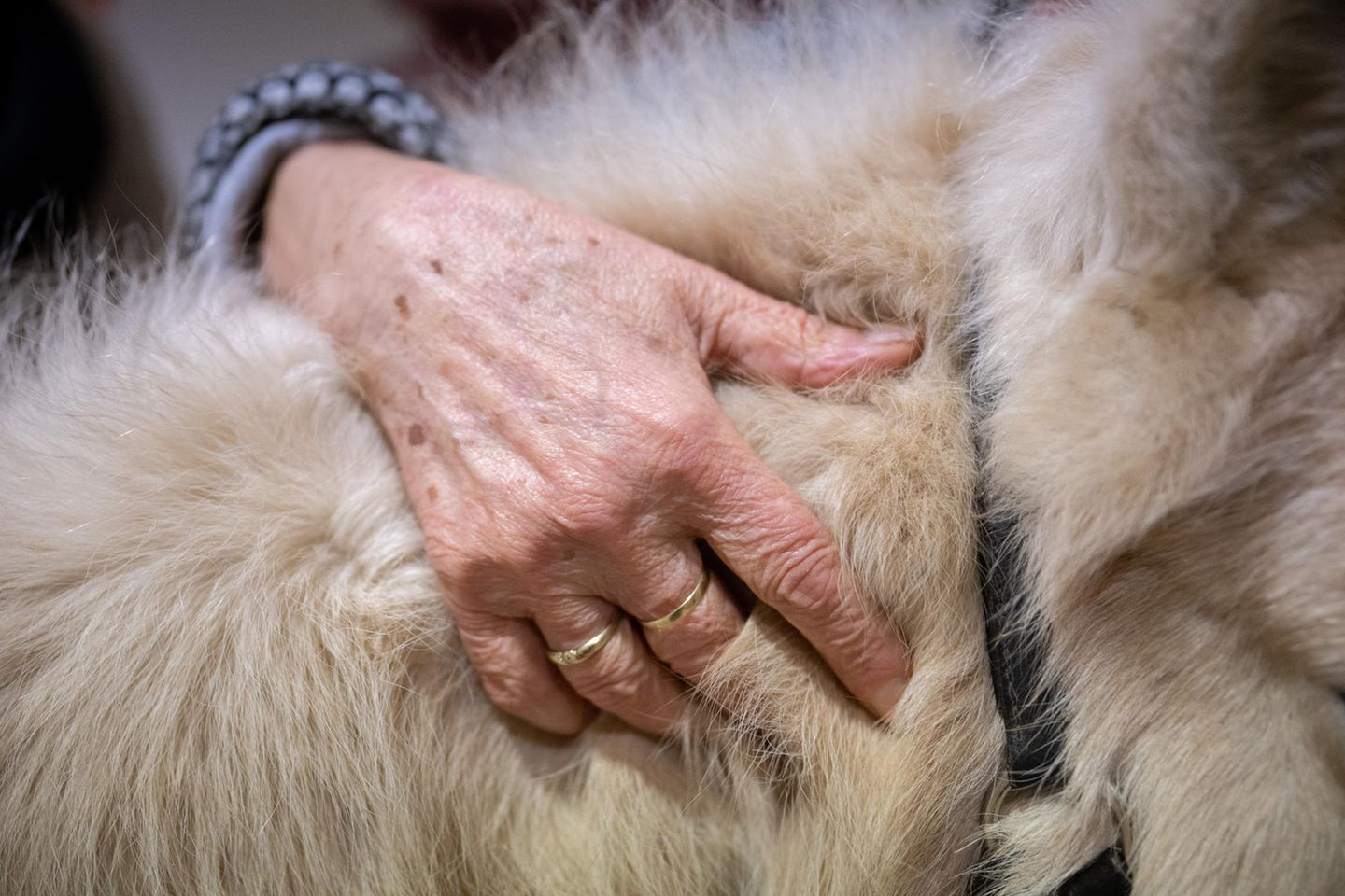 Eine Nahaufnahme von einer Hand auf dem Fell des Ponys