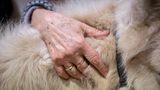 Eine Nahaufnahme von einer Hand auf dem Fell des Ponys
