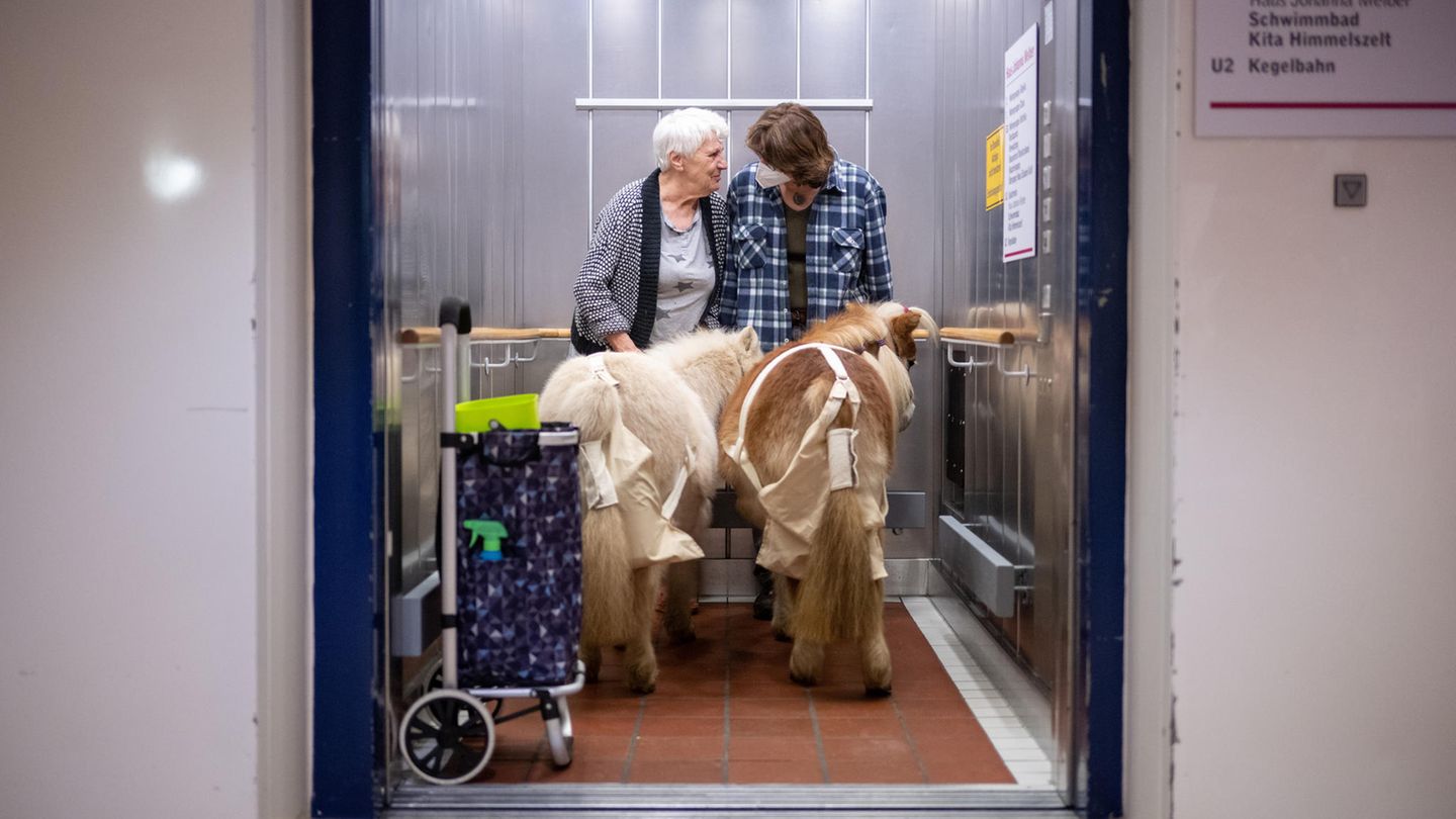Zwei Ponys sind mit zwei Frauen in einem Aufzug