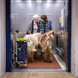 Zwei Ponys sind mit zwei Frauen in einem Aufzug