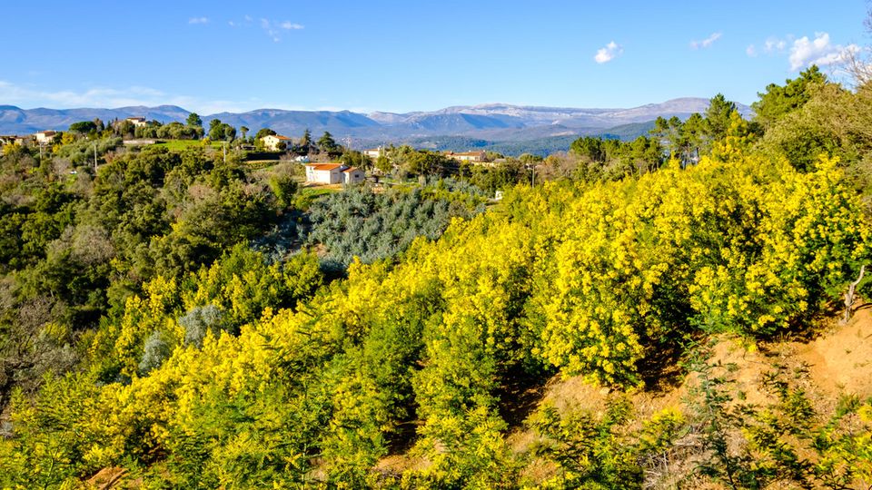 Meer von Mimosen in der Gemeinde Tanneron Meer von Mimosen in der Gemeinde Tanneron